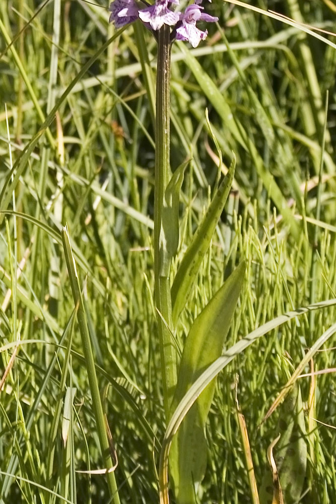 Dactylorhiza maculata